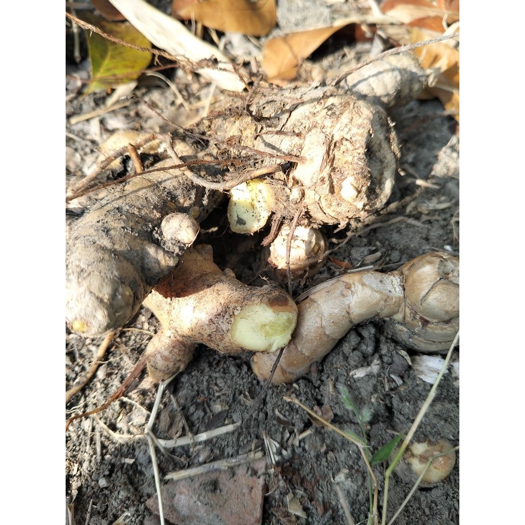 

kunyit putih/temu putih,fresss dari kebun