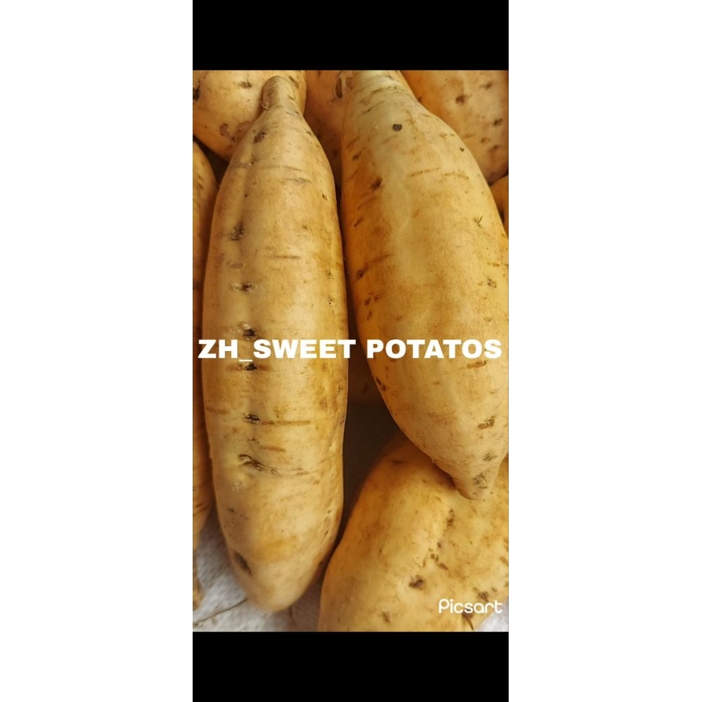 

UBI MADU CILEMBU //Grade A paket usaha coba-coba