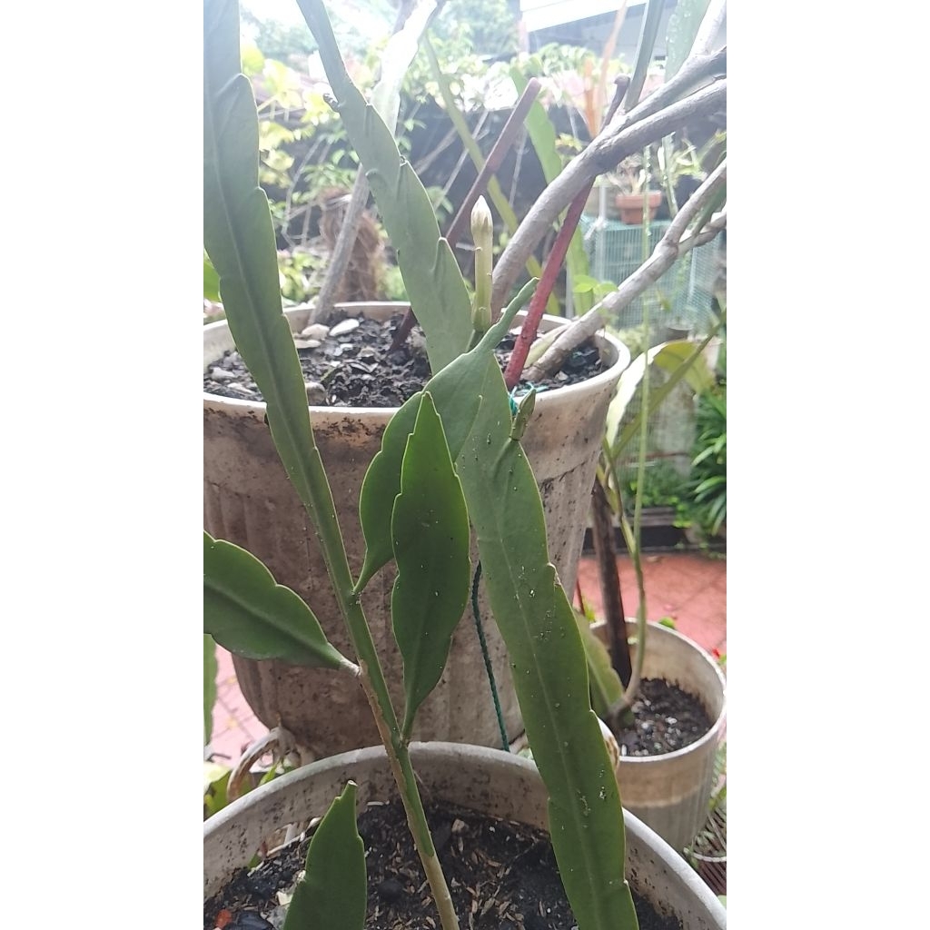 Bibit Bunga Wijaya Kusuma, Bunga Wijaya Kusuma