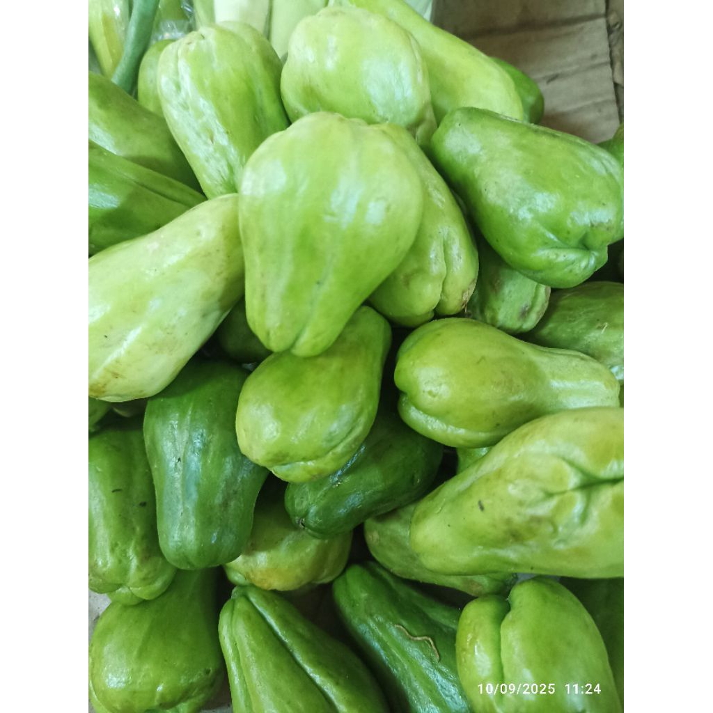 

Labu kecil || Sayuran labu kecil lalapan