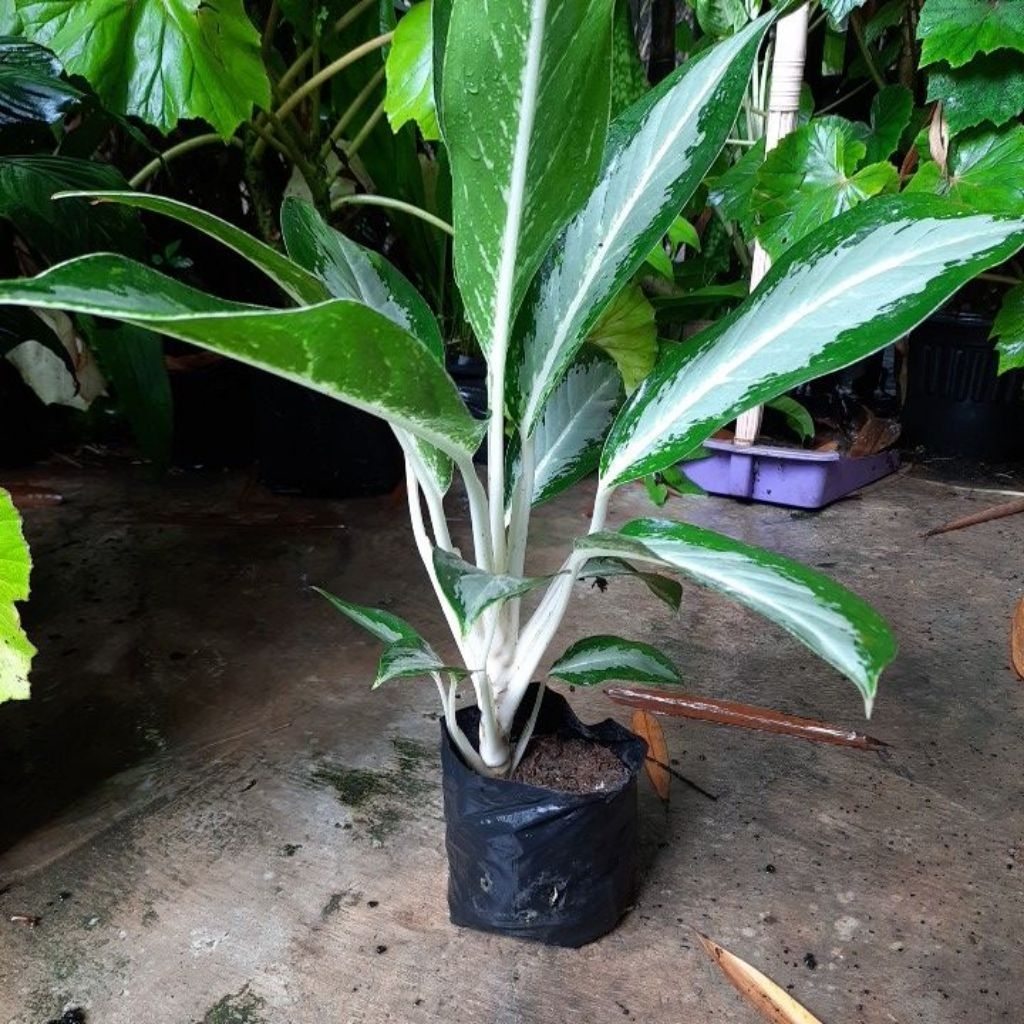 Tanaman Hias Aglonema  Difen frosland