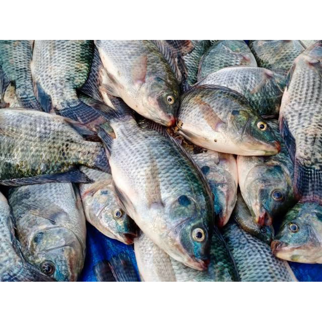 Ikan Nila Segar 1kg