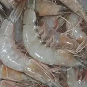 

udang peci ukuran sedang 1kg