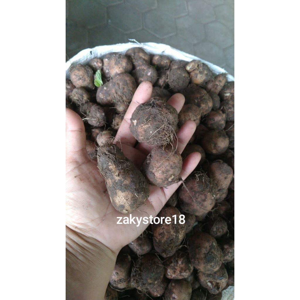 

Kentang hitam kentang hitam kleci 500 gr