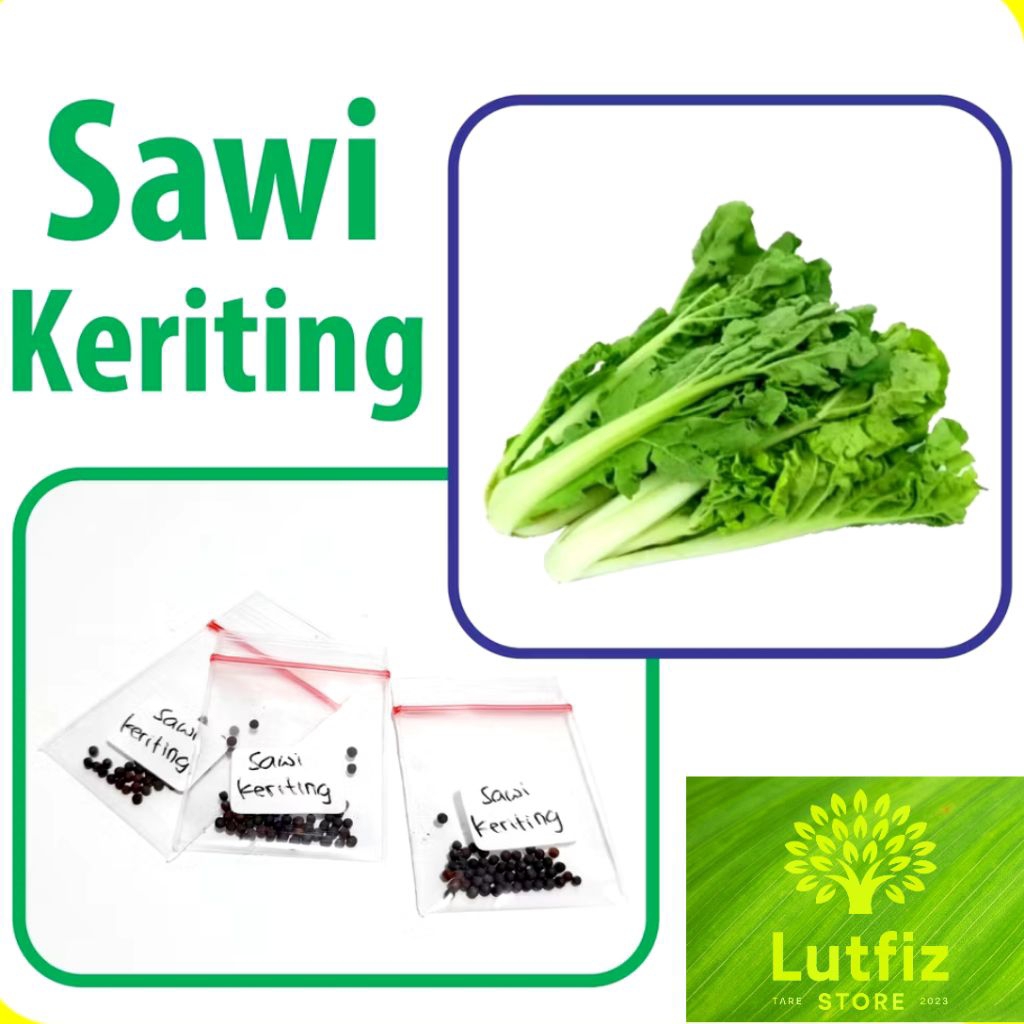 Sawi Keriting benih Unggulan Berkualitas