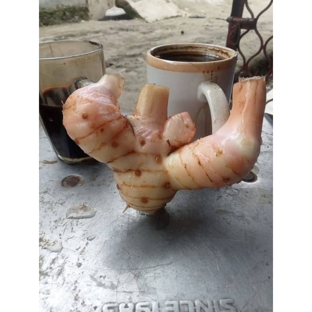 lengkuas putih segar