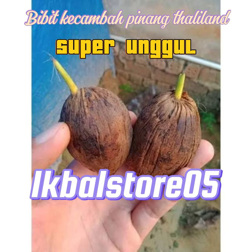 Kecambah Pinang Thailand | Bibit Kecambah Pinang Super Unggulan