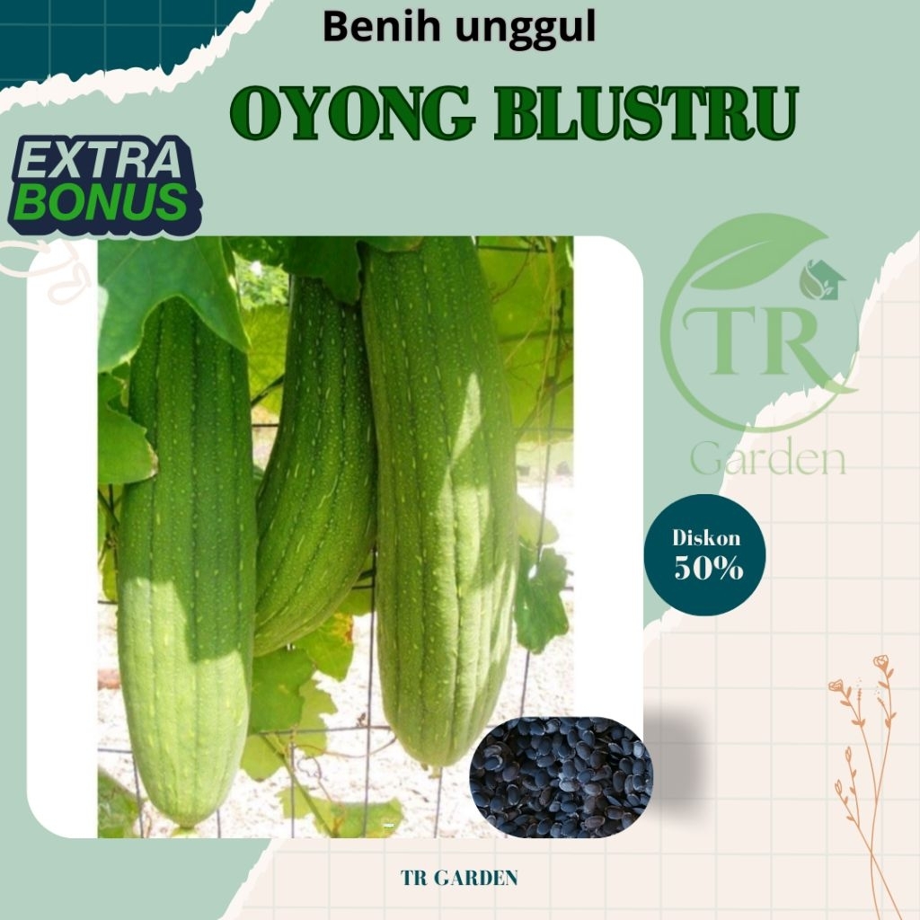 

BENIH BIJI OYONG BLUSTRU | OYONG TAIWAN | MURAH BERKUALITAS