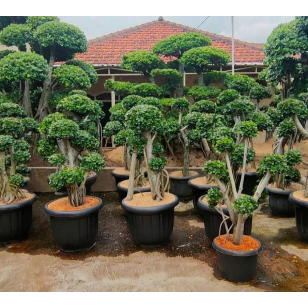 Bonsai taman beringin dolar Korea pohon bonsai beringin dolar mikro bonsai dolar