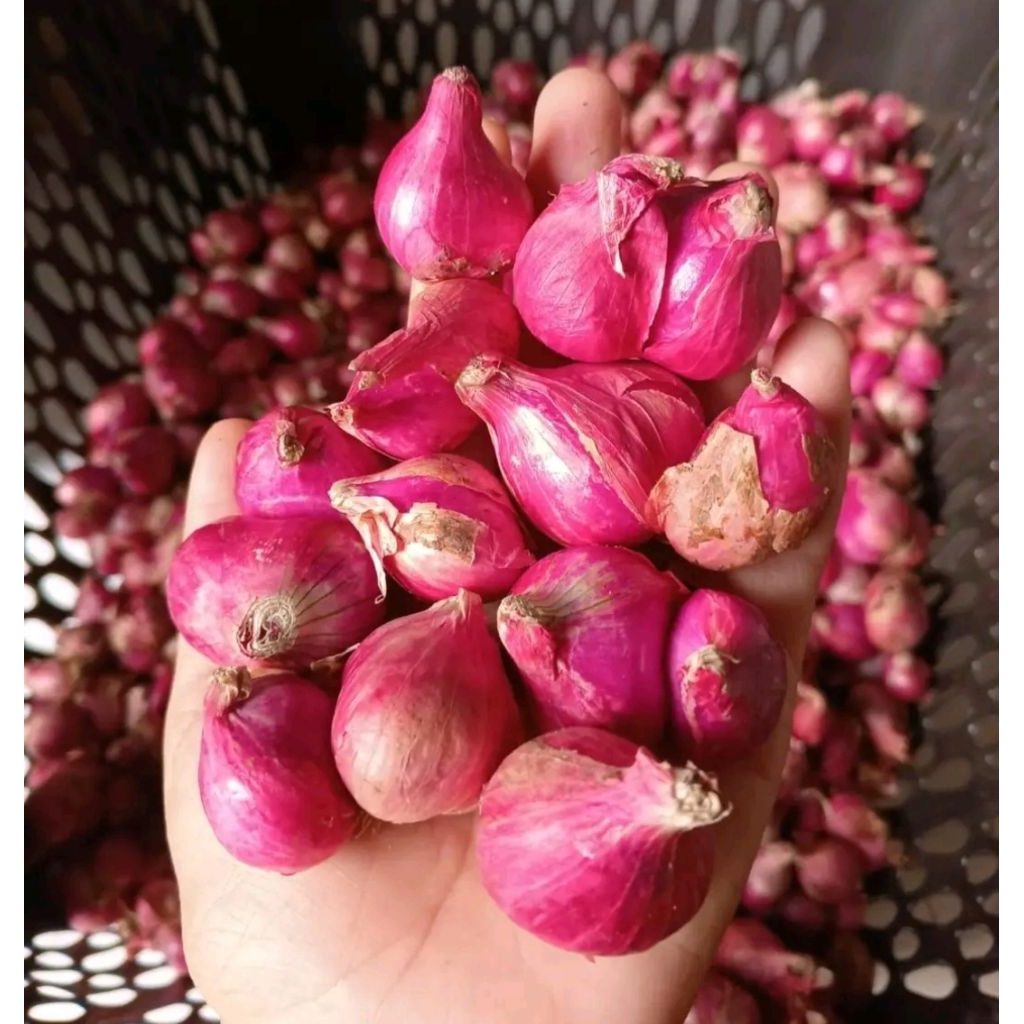 

Bawang Merah Besar 1 Kg Termurah|BawangMerah|Bumbumasak|Berkualitas|Bumbudapur