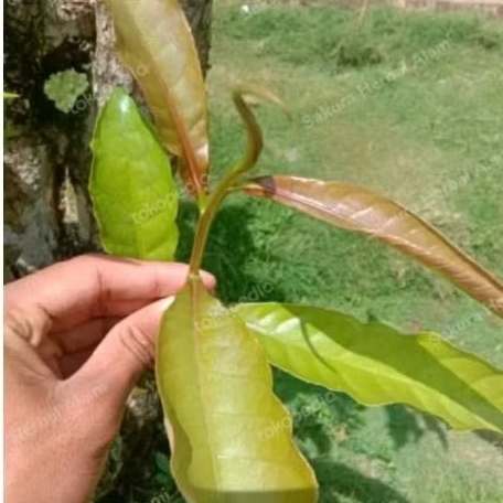 DAUN LALAPAN PUCUK PUTAT 500 gr