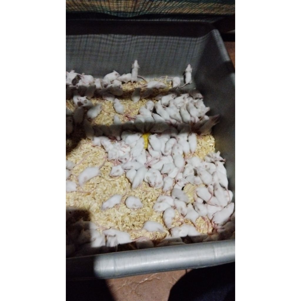 Tikus Putih Mencit. Size jumper 25ekor