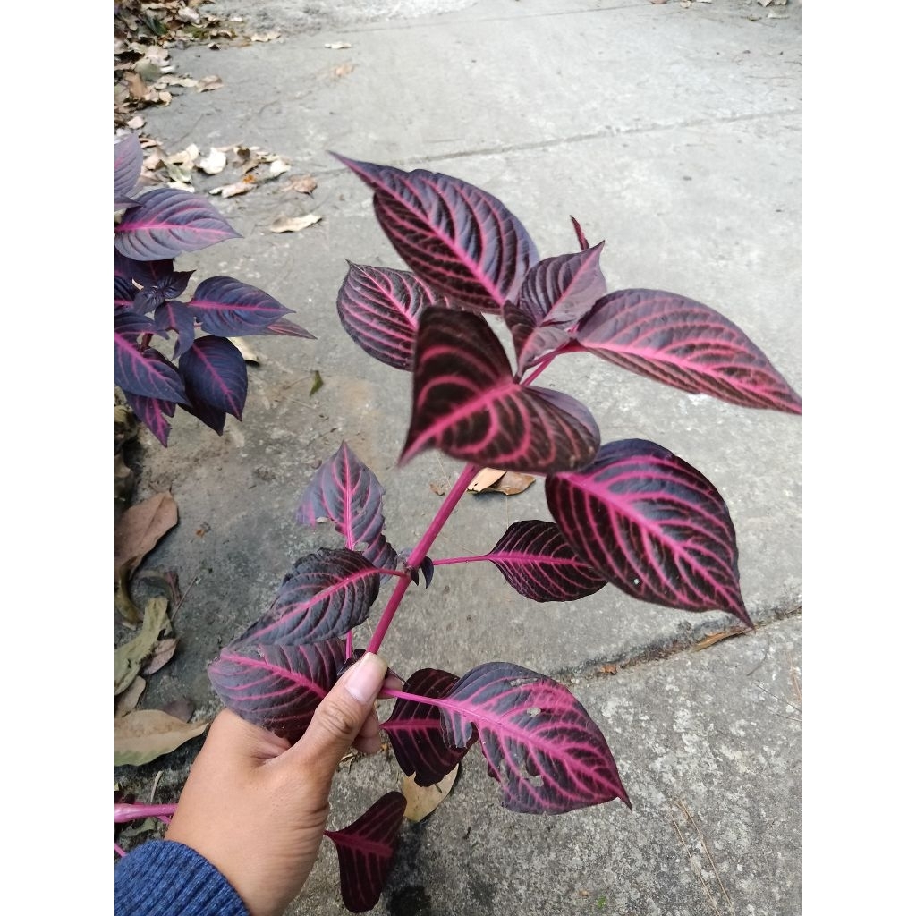 BIBIT BUNGA BAYAM BAYAM AN MERAH BUNGA HIAS BUNGA TAMAN SIAP TANAM