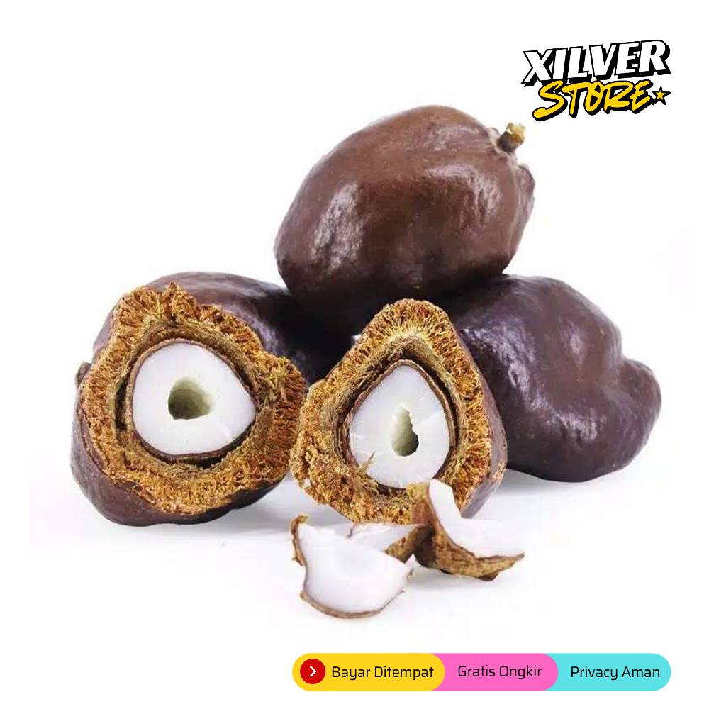 

Buah Zuriat Premium Madinah Doum Kering Promil