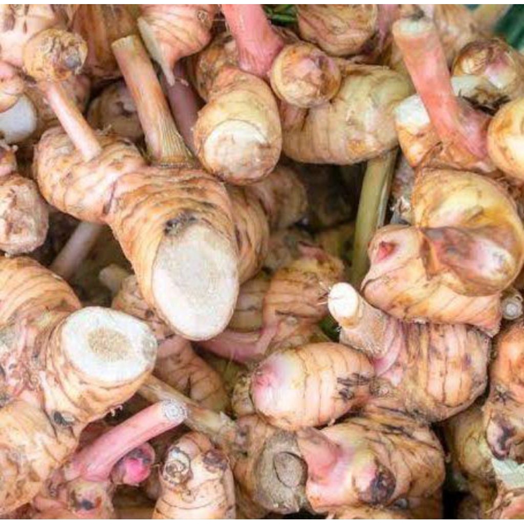 

LENGKUAS PRES 500G BISA COD