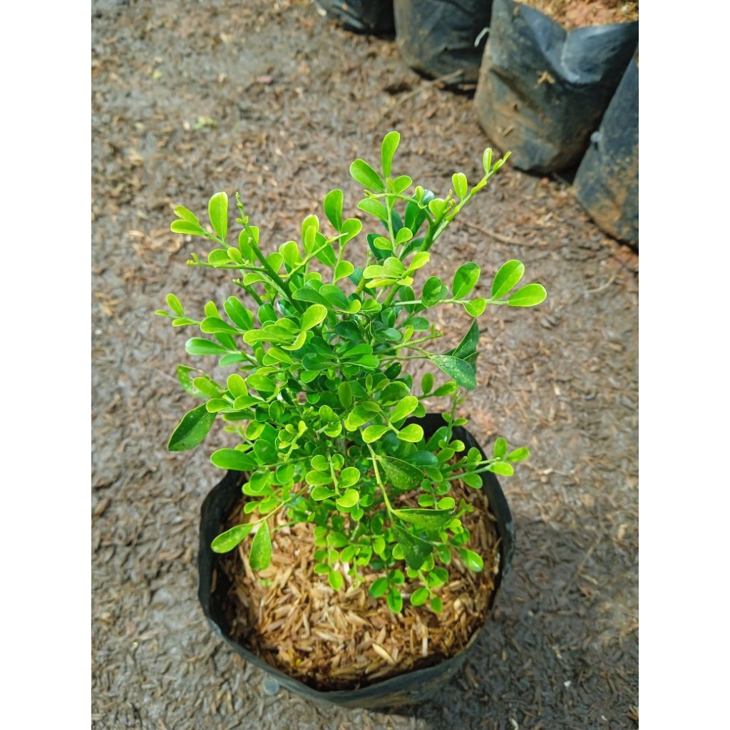 Kemuning mini Kemuning micro bahan bonsai murraya paniculata