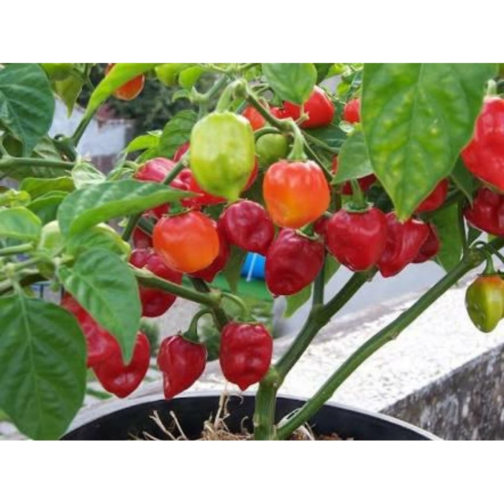 Bibit Tanaman Cabai Gendot / Cabe Gendot / Habanero