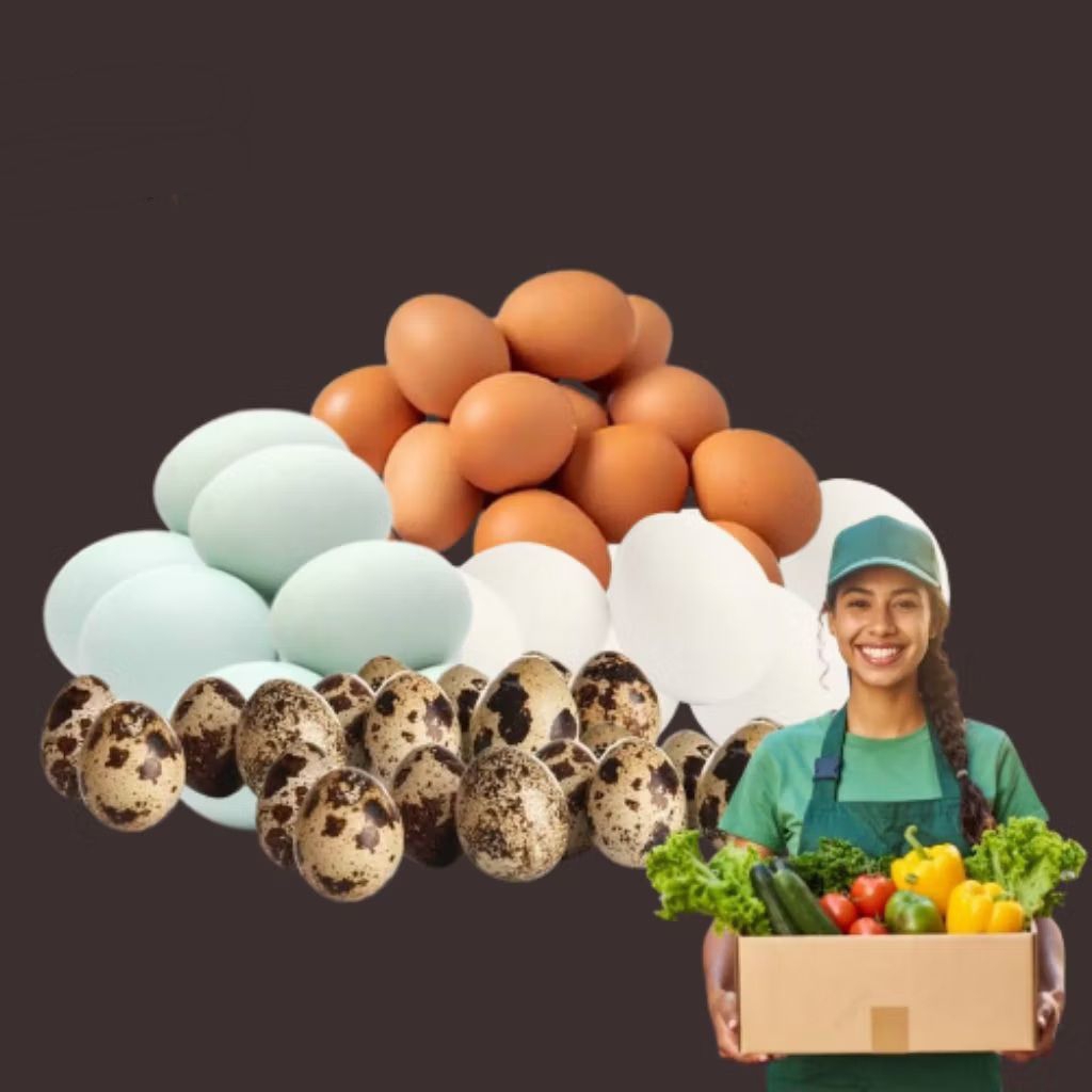 

TELUR TELUR PAKET HEMAT