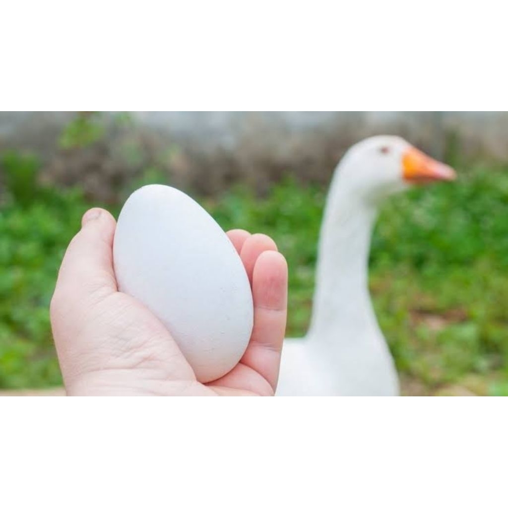 

Telur Angsa Fresh (Konsumsi)