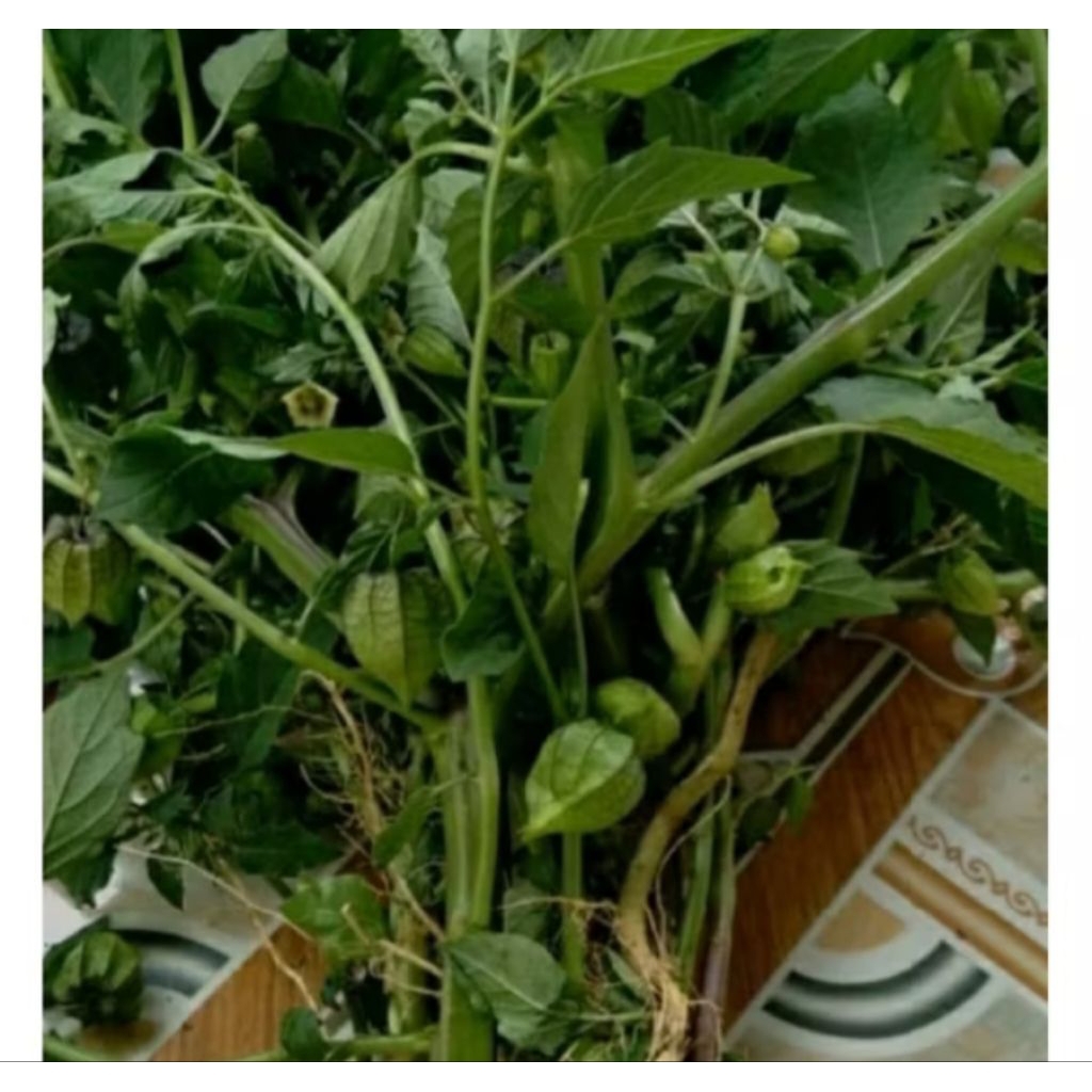 

tanaman ceplukan segar untuk herbal 250gr