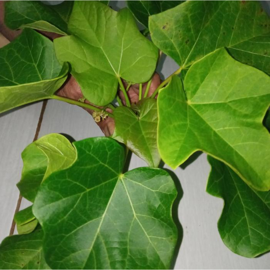 

Daun Jarak Pagar Segar 250 gram/ Daun Jarak Pagar Fresh 500 gram Alami Langsung Dipetik Dari Kebun