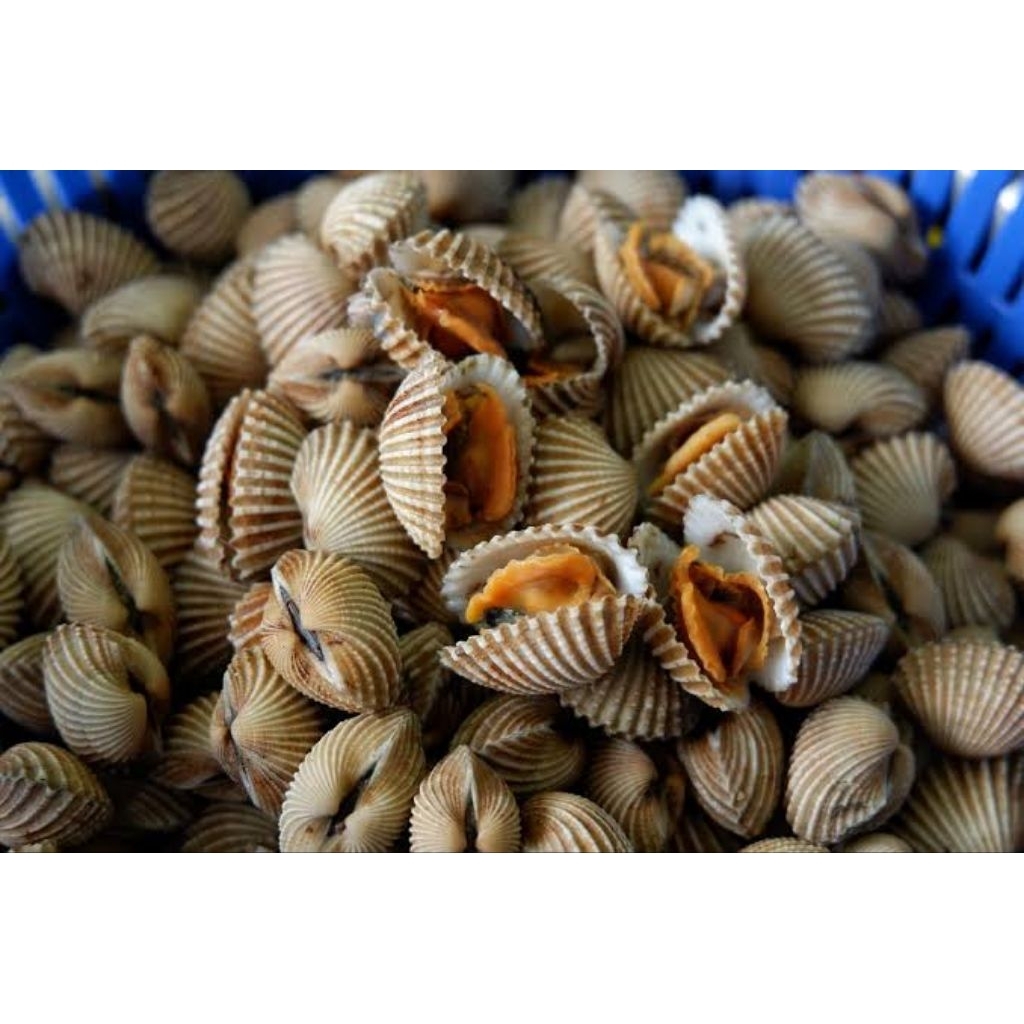 Kerang Dara Kulit Segar - Seafood Kerang Dara Berkualitas
