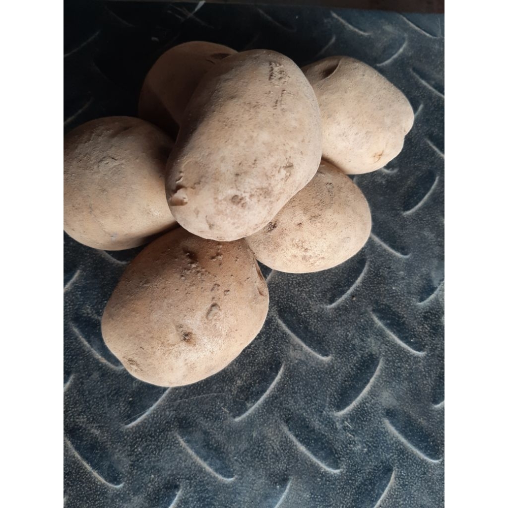 

kentang dieng asli dari petani