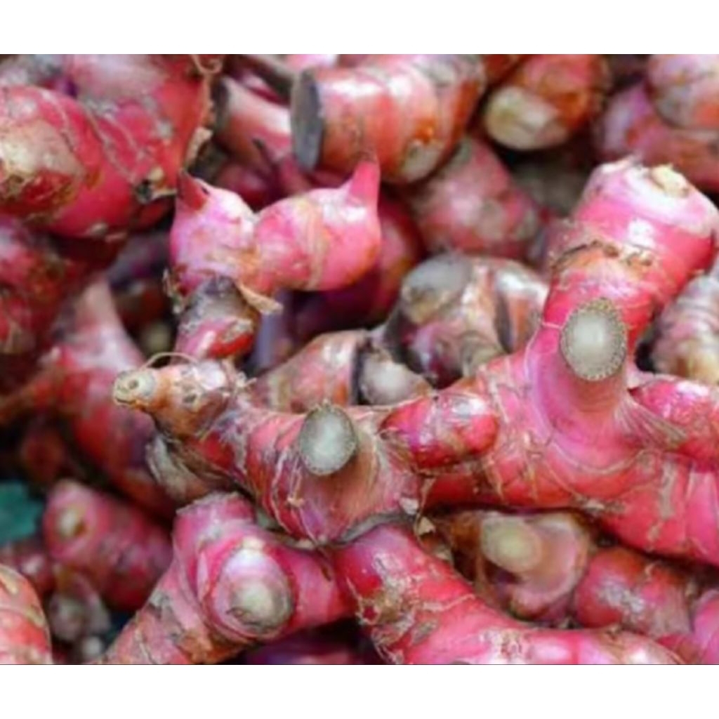 

[REDY STOK] JAHE MERAH ASLI SIAP KIRIM/ 500 GRAM