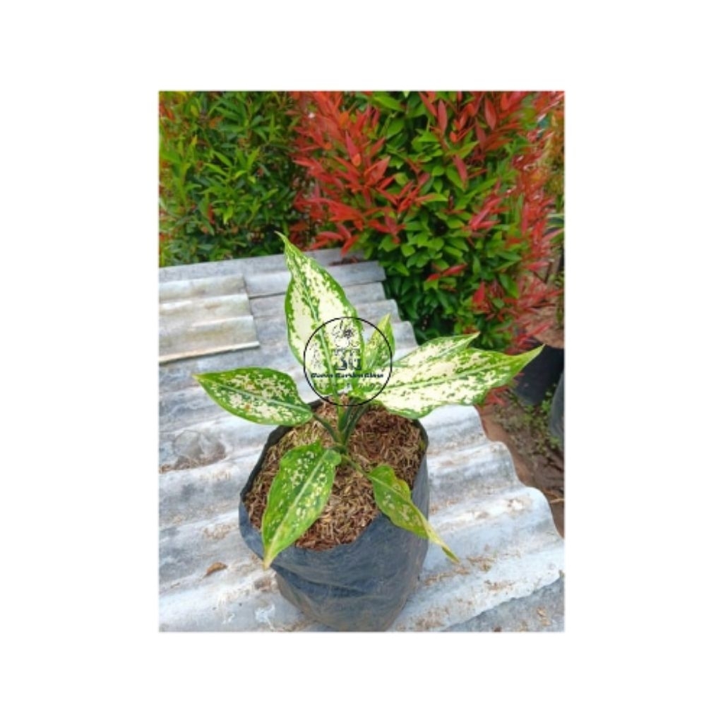 Tanaman Hias Aglonema Snow White - Tanaman Aglonema Snow White - Tanaman Hias Aglonema Snow White Da