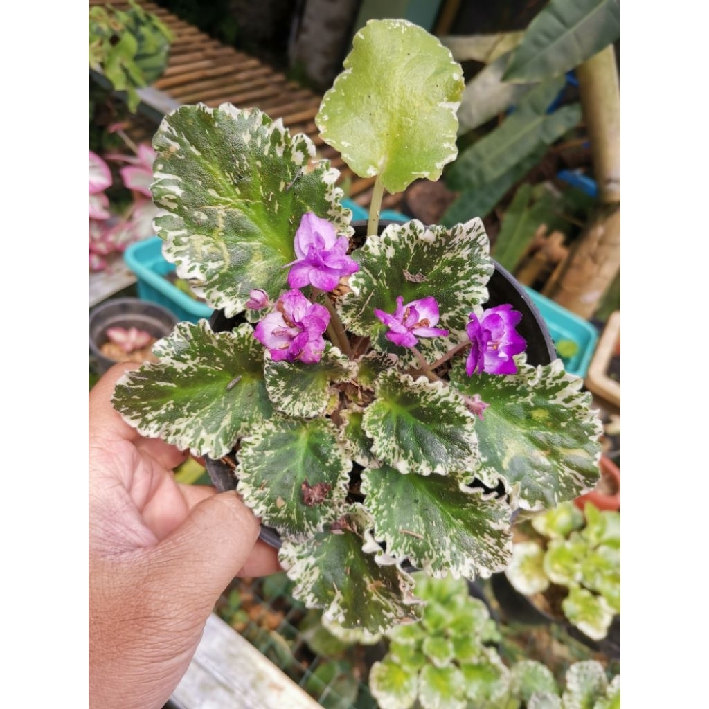 African violets varigata bunga ungu / Violces violet variegata bunga ungi