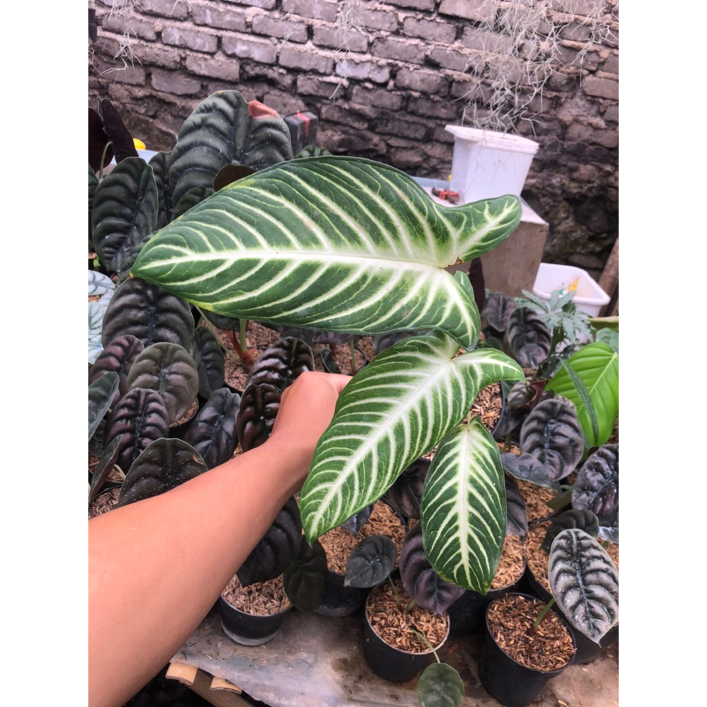 Tanaman Hias keladi antasoma / keladi zebra