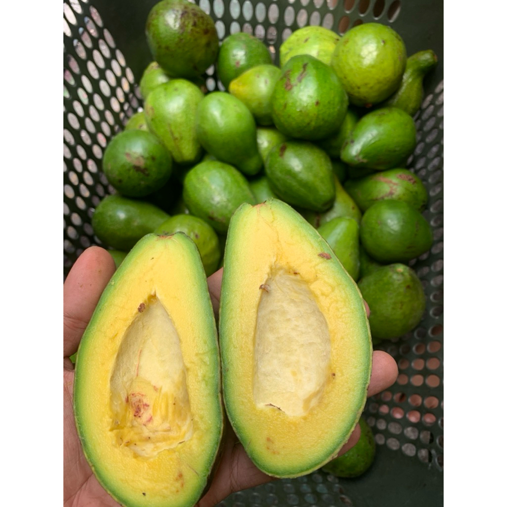 

Alpukat Mentega Super