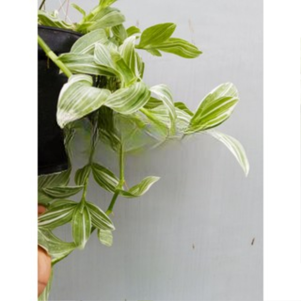 Tanaman Hias Tradescantia Fluminensis