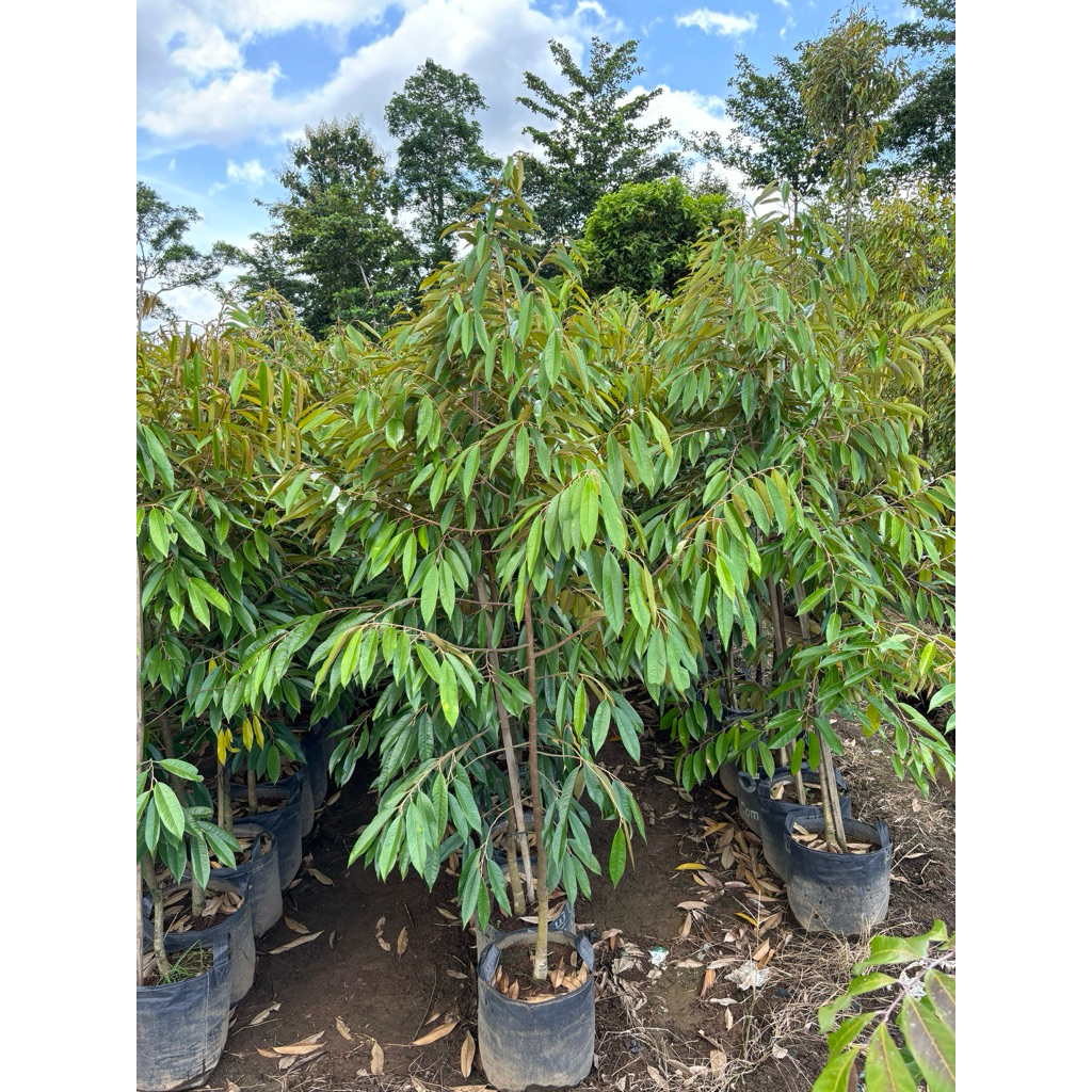 

BIBIT DURIAN 2 METER MUSANGKING, BAWOR, DURIHITAM SUPER RIMBUN