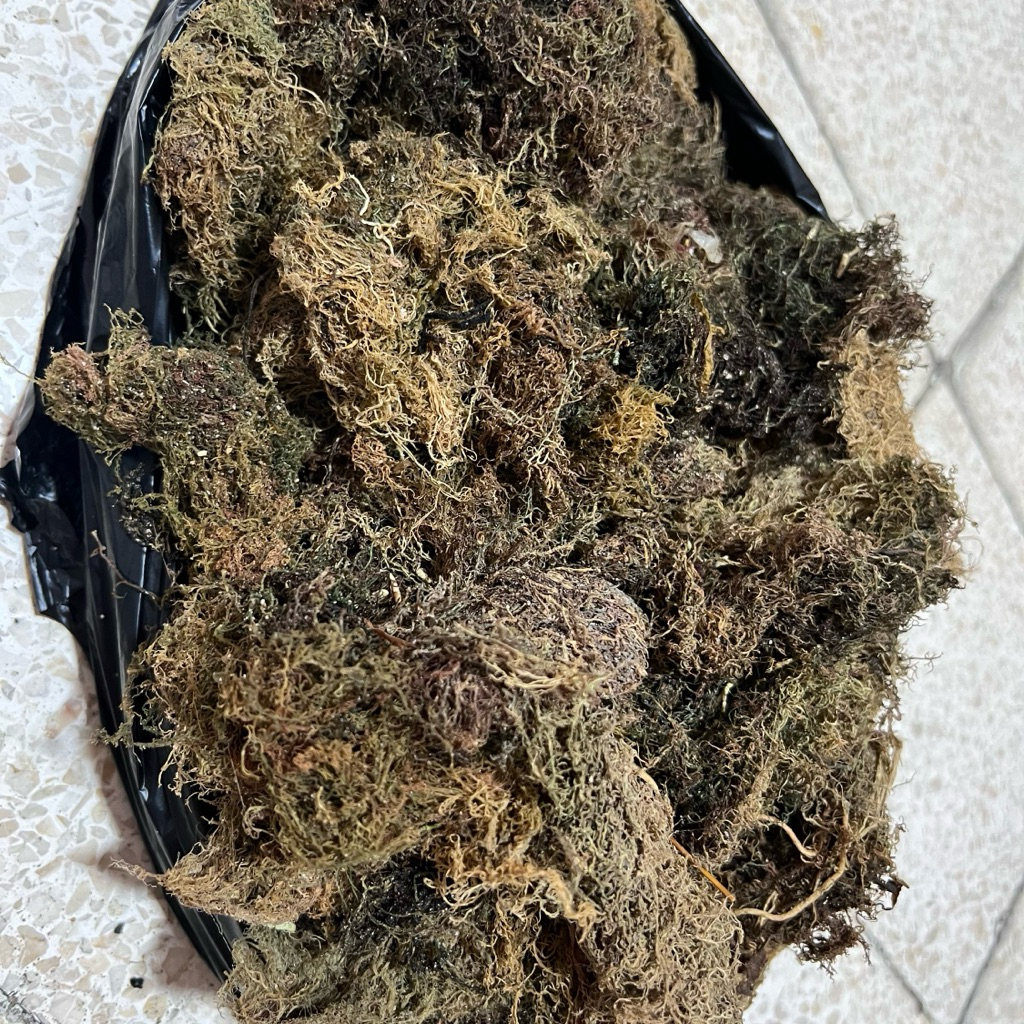 Rumput Laut Gracillaria kering kemasan 1 KG buat agar-agar, goder dll