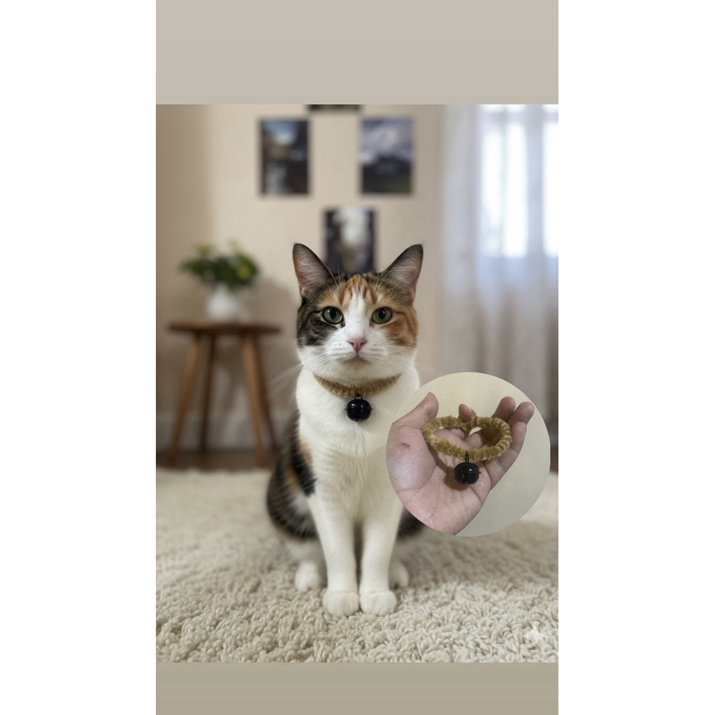 Kalung kucing jantan