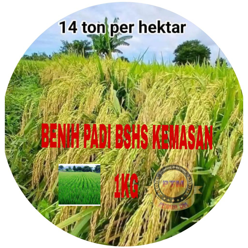 BENIH PADI BSHS 6H KEMASAN 1KG