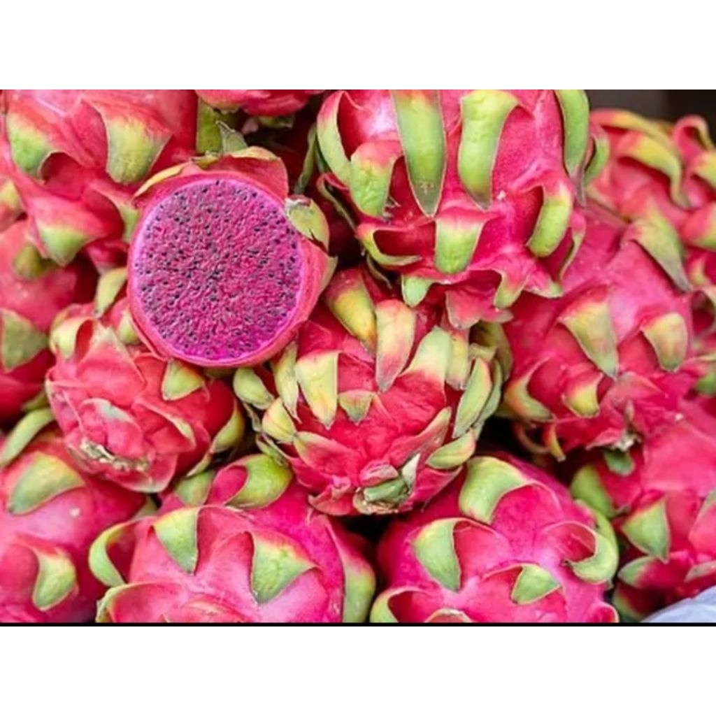 bibit buah naga merah super unggul cepet berbuah jumbo