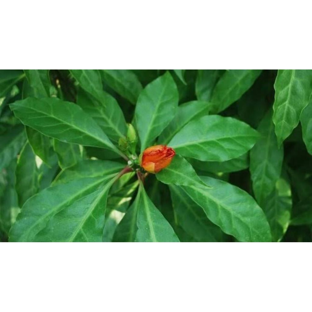 daun tujuh duri, daun tujuh jarum organik