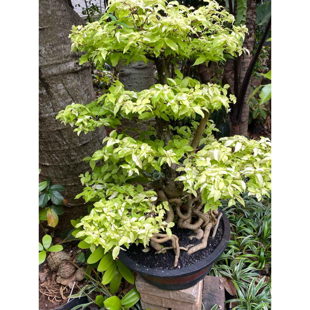 tanaman hias bahan bonsai anting putri tinggi 50cm/ bahan bonsai anting putri