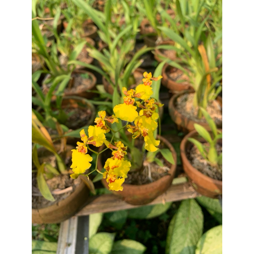 BISA COD ANGGREK ONCIDIUM/oncidium anggrekmurah