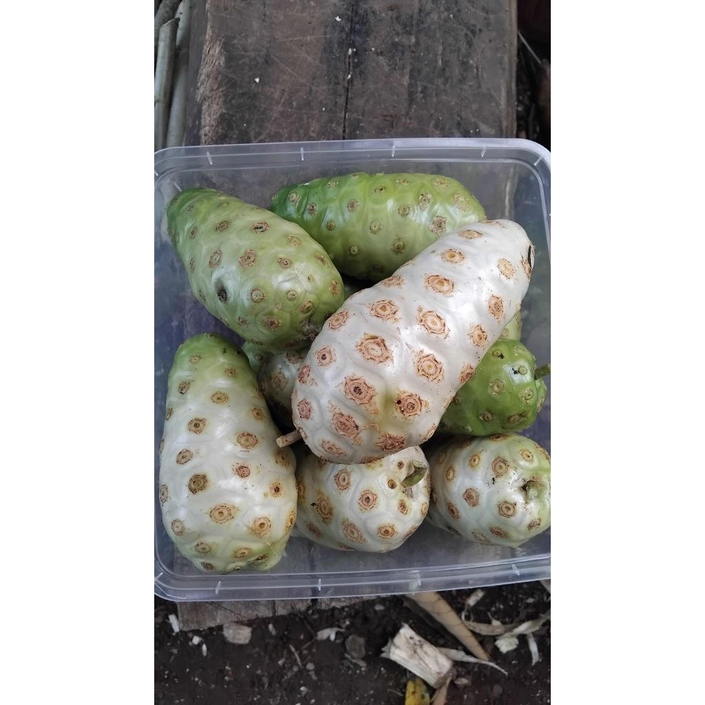 

buah mengkudu / buah pace 1/2 kilo, buah banyak manfaat cocok untuk obat herbal