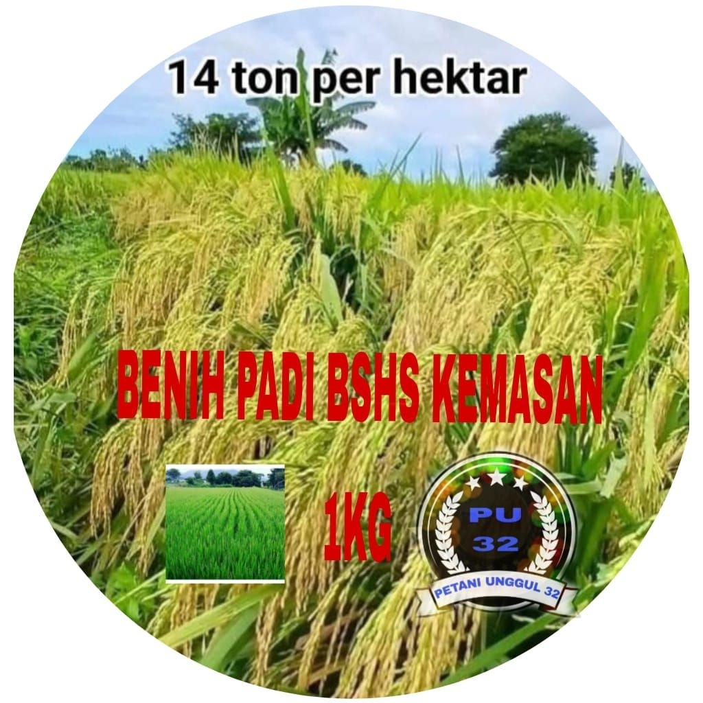 BENIH PADI BSHS 6H KEMASAN 1KG