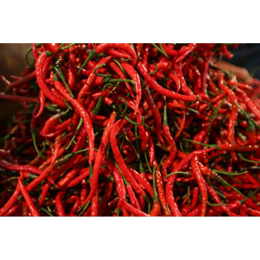 

CABE KERITING MERAH 1KG FRESH SEGAR