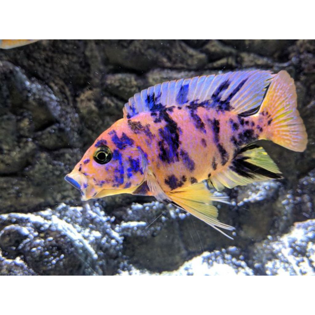 OB Peacock Cichlid Ikan Hias Afrika Warna Cantik Aquarium