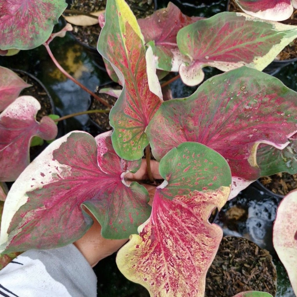 Keladi NPK ORI Caladium Nopakau Keladi Pelangi warna warni Keladi Kuning Putih hijau merah pink