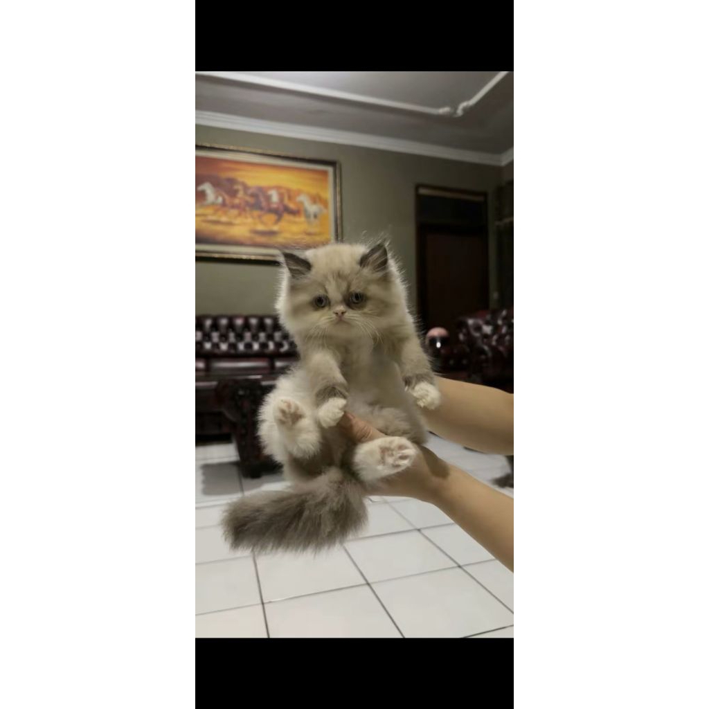 ragdoll