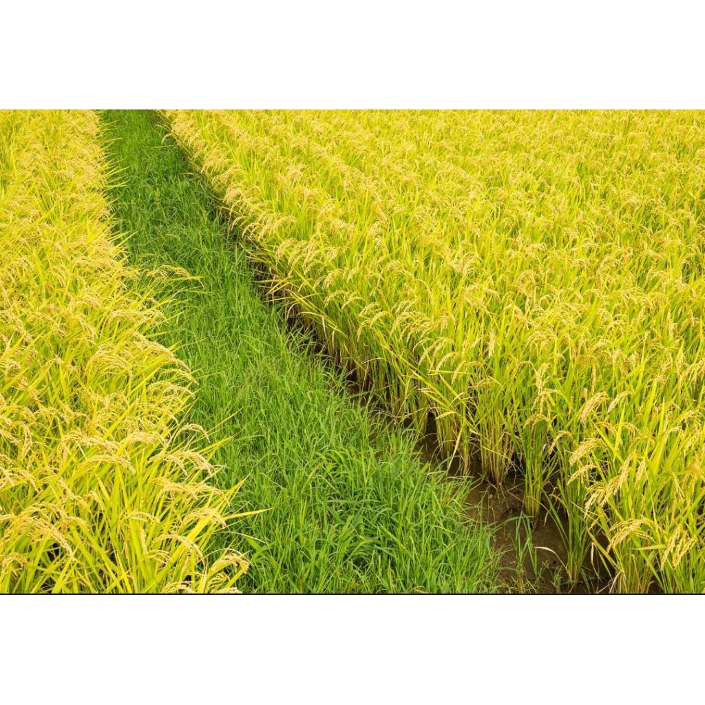 Benih Padi SR genjah