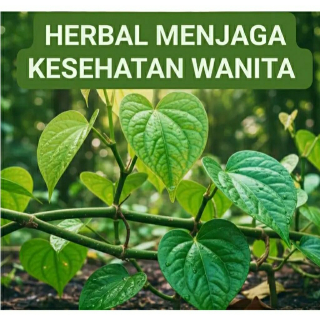 

sirih hijau/20 lembar