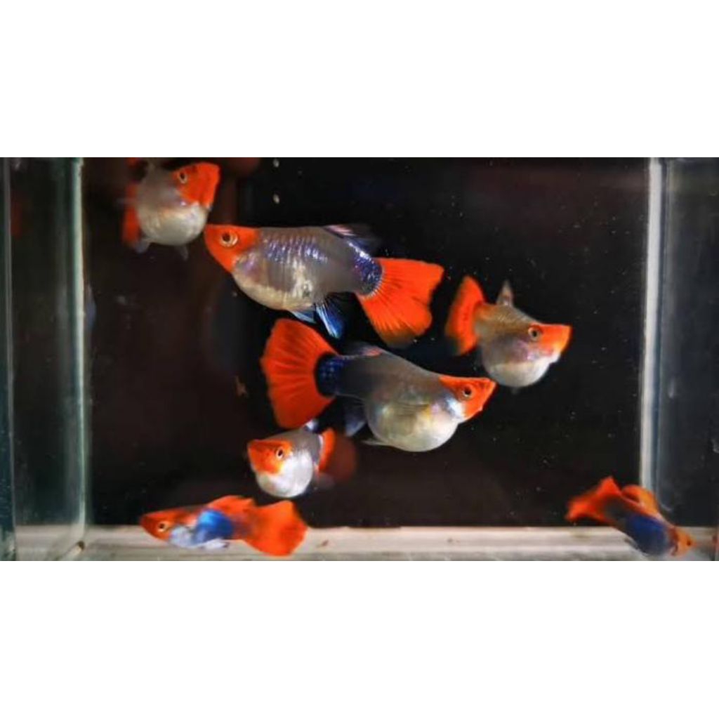 Hiasan aquarium Guppy Tuxedo Koi sb / short body pasangan, ukuran dewasa indukan